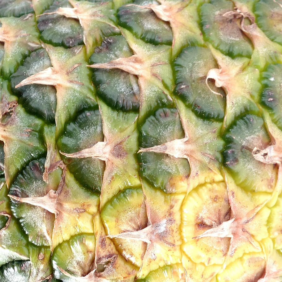 pineapple, fruit, young pineapple, plant, exotic, fruits, tropical fruits HD wallpaper