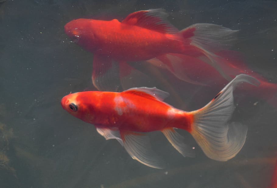 spring, awakening, fish, animal, goldfish, underwater, nature HD wallpaper