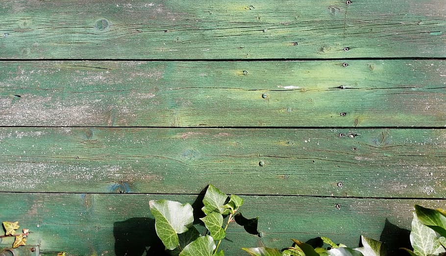 green leaves, background, texture, wood, ivy, backgrounds, fence wooden board HD wallpaper