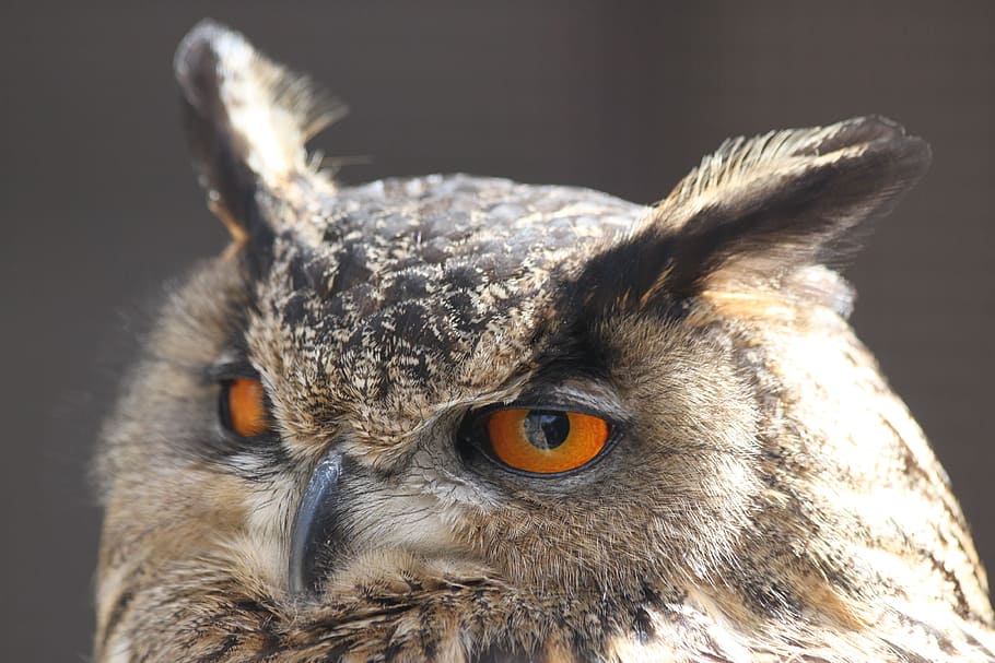 Screech-Owl, Up-Close, animal, wildlife, animal Eye, bird, nature HD wallpaper