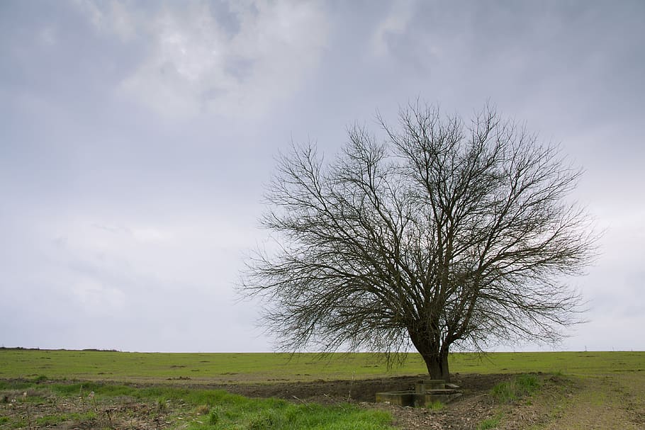 Solo, Tree, Autumn, Clouds, Nature, landscape, bare tree, cloud - sky HD wallpaper
