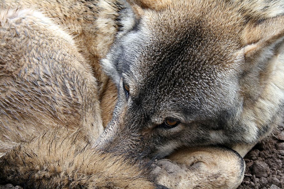 brown wolf, eye, fur, wild, animal, wildlife, nature, predator HD wallpaper