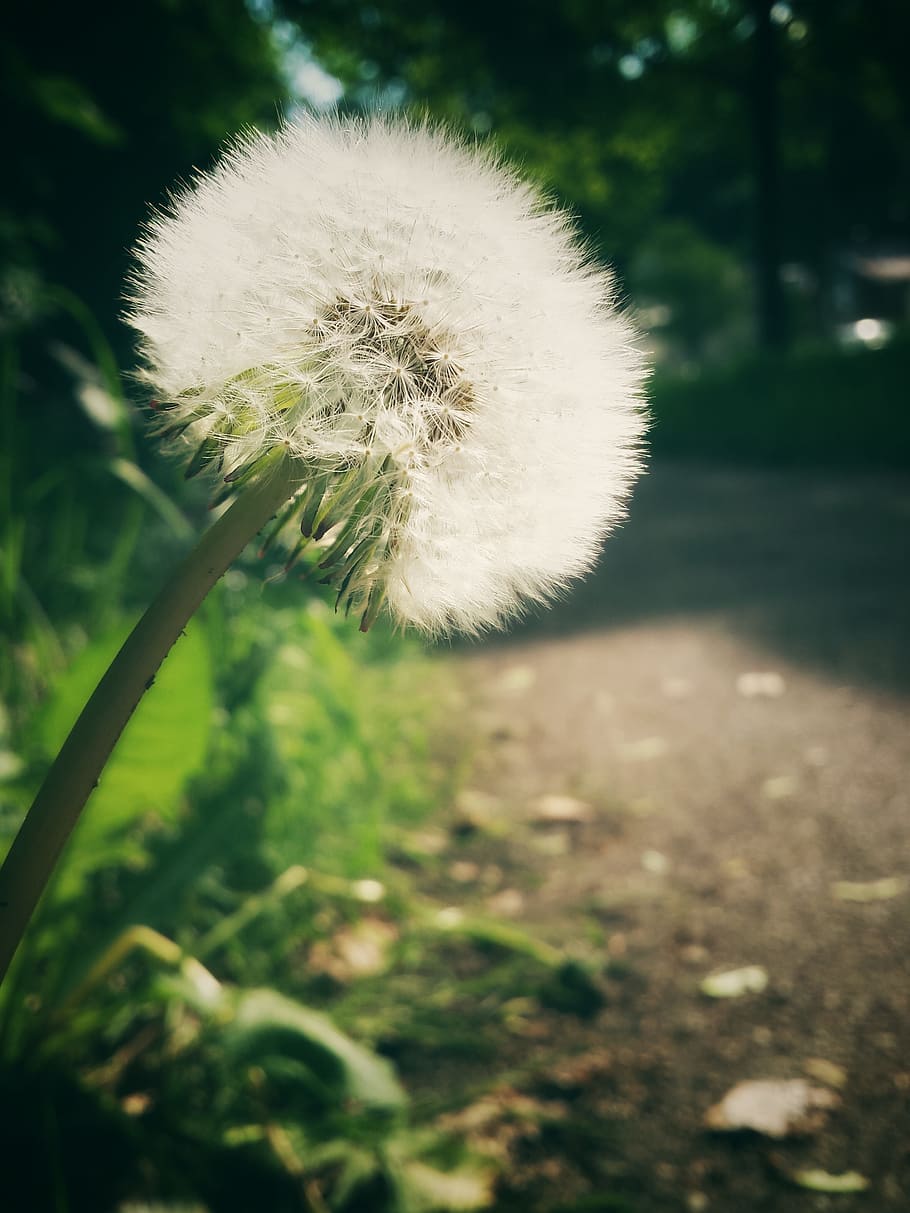 dandelion, evening sun, away, plant, flower, flowering plant HD wallpaper