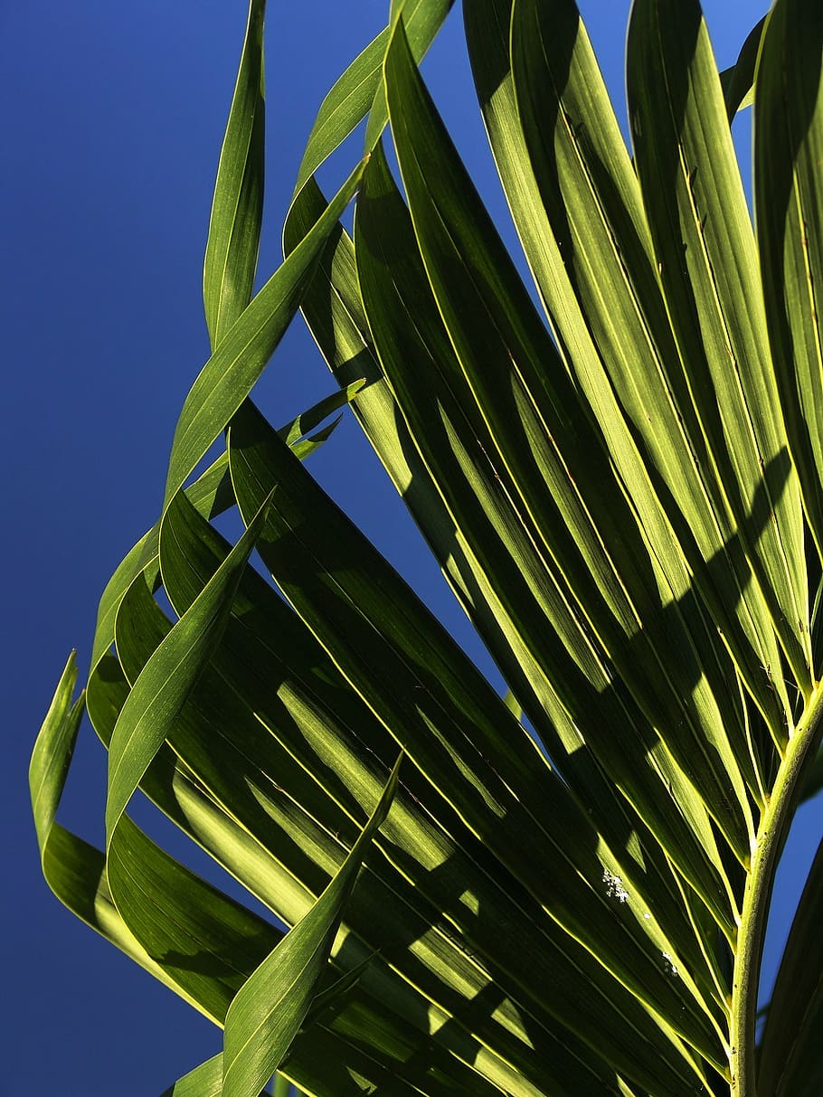 green linear leaf during daytime, palm, leaves, young palm tree HD wallpaper