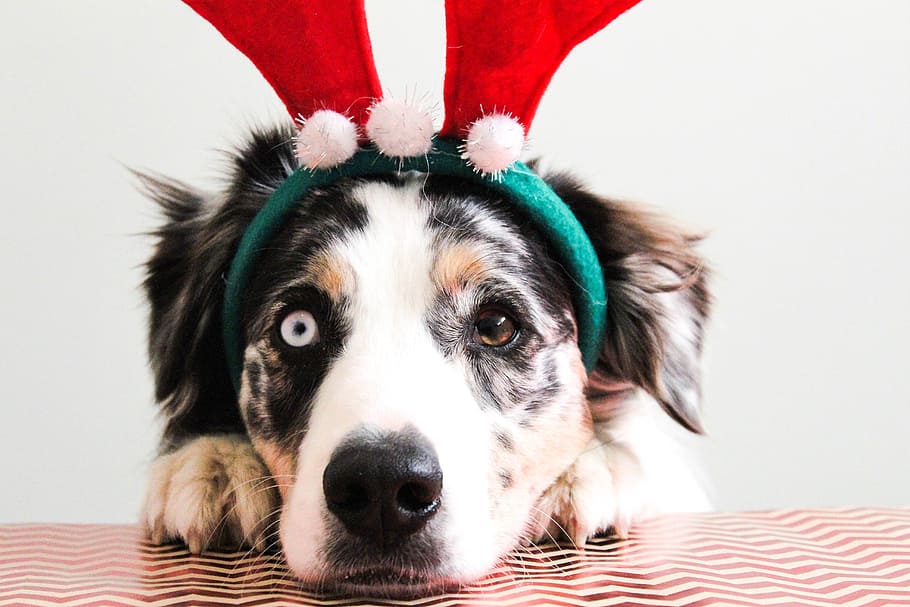 Cartoon Cute Christmas Dog aesthetic dog christmas HD wallpaper  Pxfuel