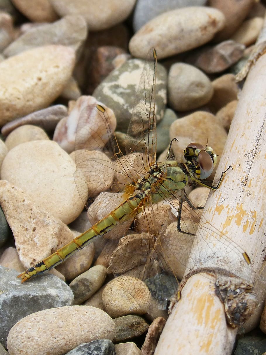 dragonfly, yellow dragonfly, cane, libellulidae, libelulido HD wallpaper