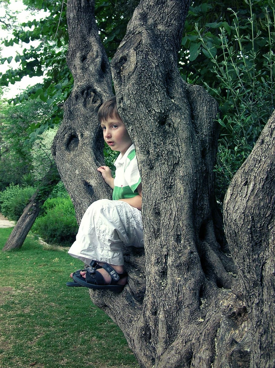 Boy, Tree, Childhood, Summer, kid, young, royalty, tree trunk, HD wallpaper