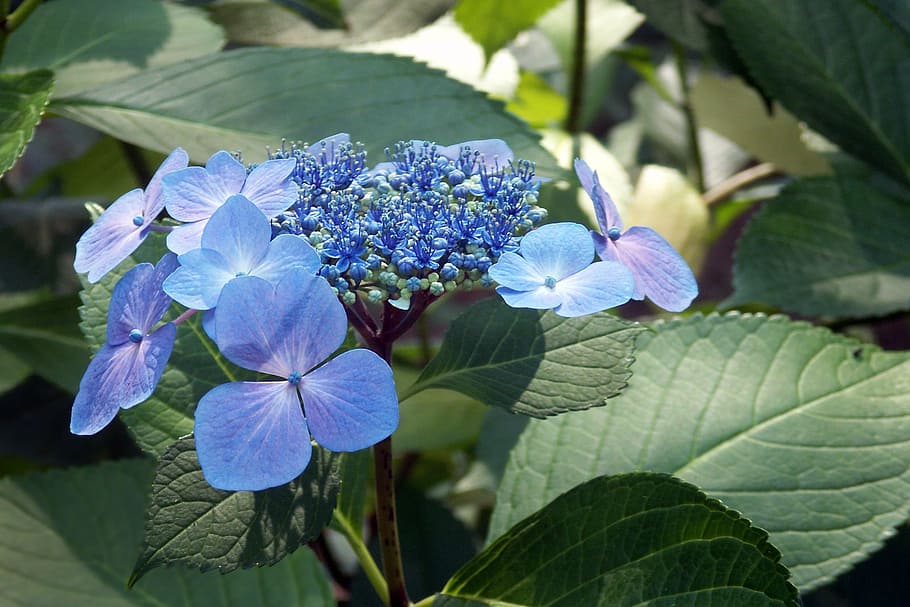 hydrangea, lace leaf, flower, floral, plant, blue, flowering plant HD wallpaper