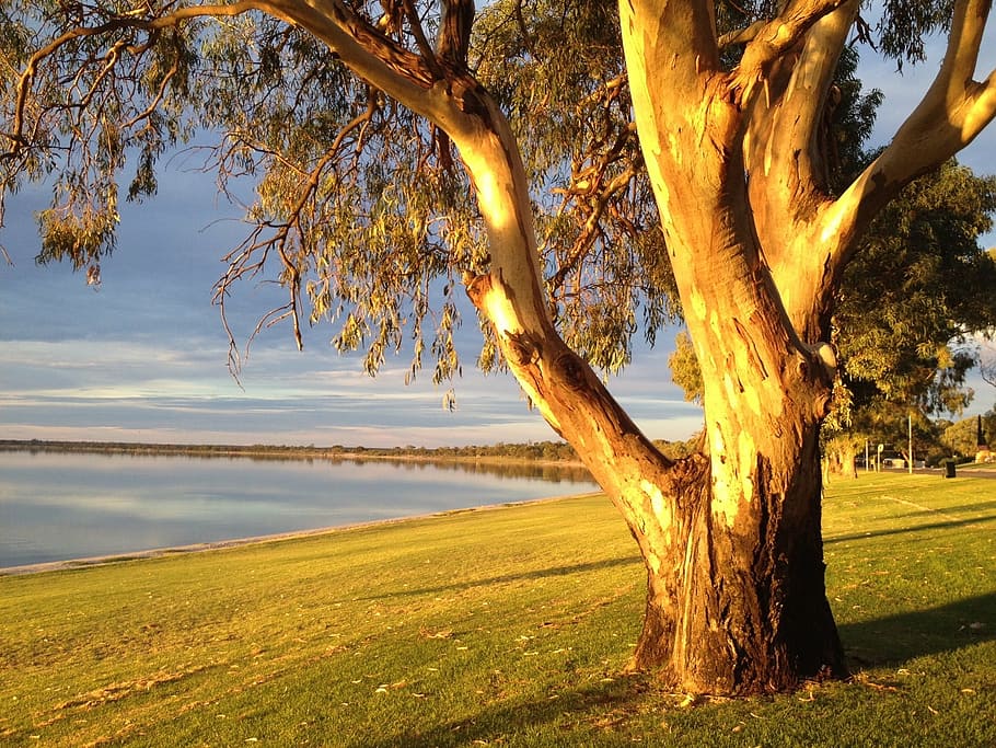tree near calm body of water, evening sun, nature, sunset, outdoor HD wallpaper