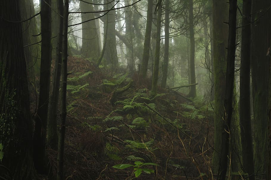 forest, green, tree, foggy, dark, nature, fern, misteriou, humid, HD wallpaper