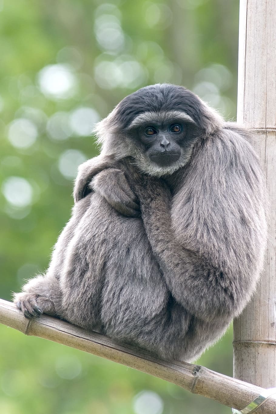 Silvery, Monkey, Gibbon, Zoo, zooaufnahme, animal wildlife HD wallpaper