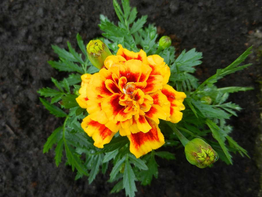Flower, Vegetable, Garden, Spring, freshness, plant, green color HD wallpaper