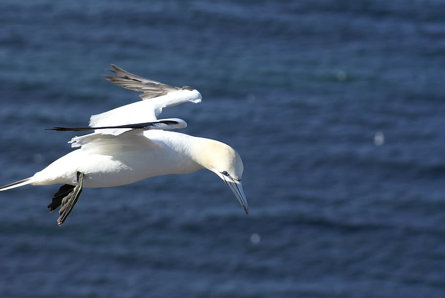 seagull, fly, coast, sky, holiday, water bird, animal wildlife HD wallpaper