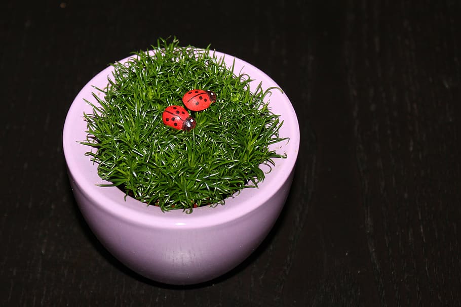 grass, ladybug, flowerpot, black background, green color, indoors HD wallpaper
