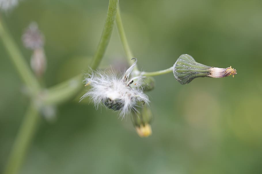 green, nature, close-up, macro, background, bud, plant, flower HD wallpaper