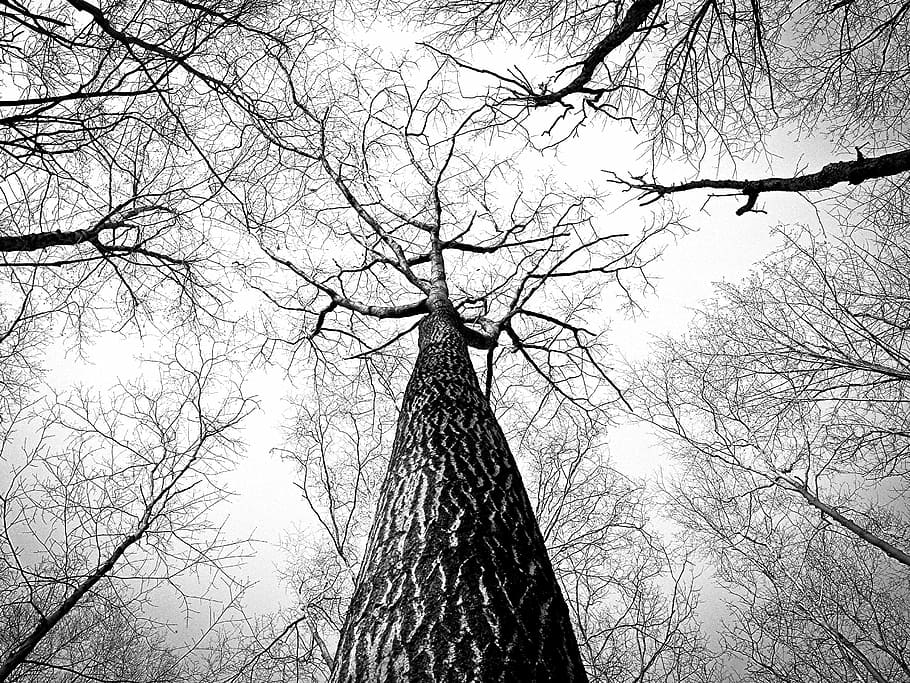 withered tree, branches, twigs, bark, high, tall, trees, trunk HD wallpaper