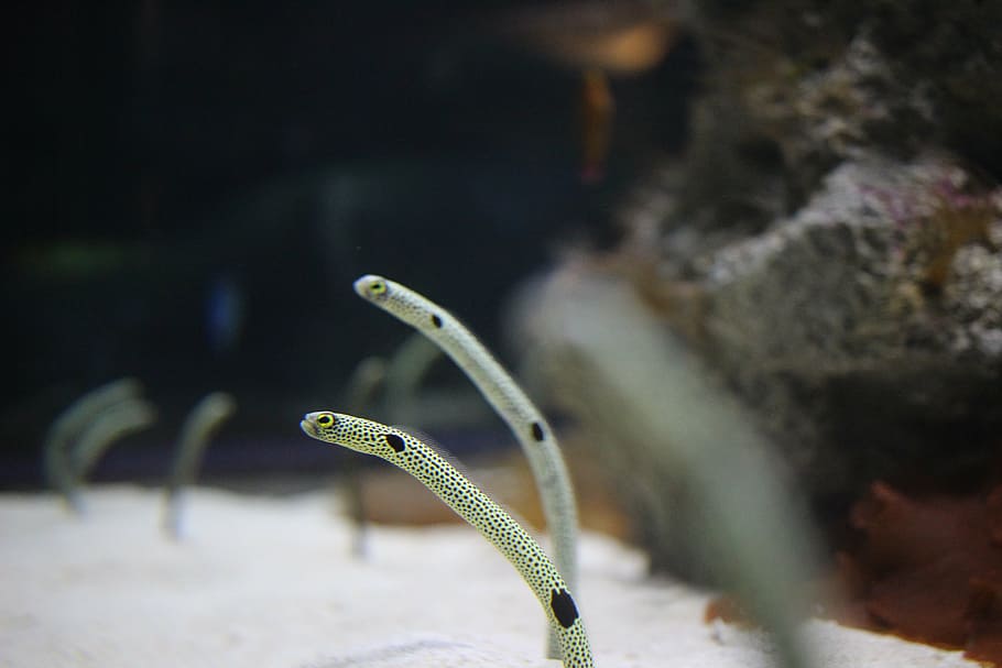 chin anago, aquarium, animal themes, close-up, one animal, animal wildlife HD wallpaper