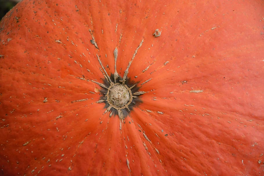 pumpkin, fruit large, squash, vegetable garden, food, fall HD wallpaper