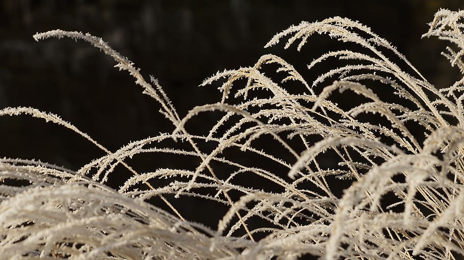 grass, withered, dried, wilted, white, winter, ice, snow, crystal HD wallpaper