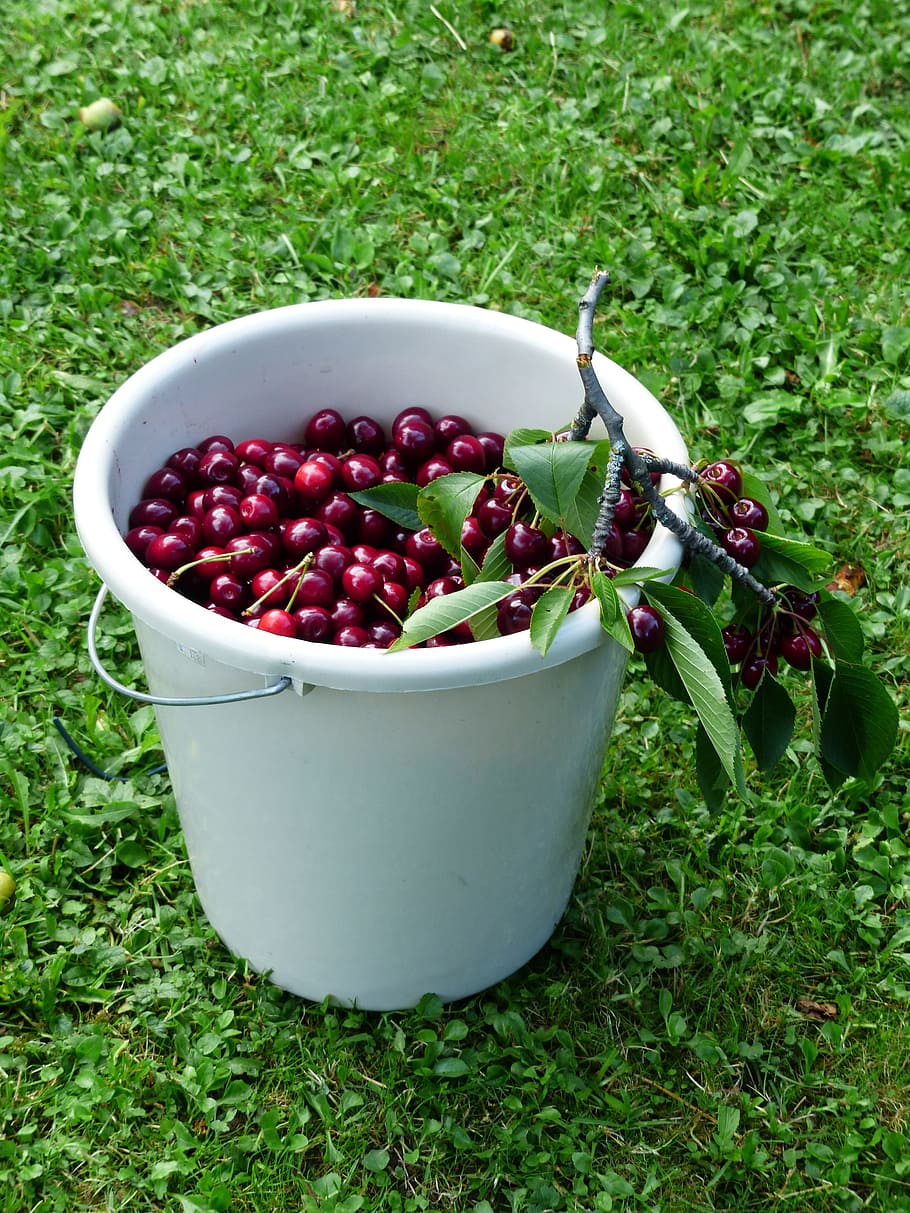 cherry, sweet cherry, red, fruit, healthy, leaves, branch, summer HD wallpaper