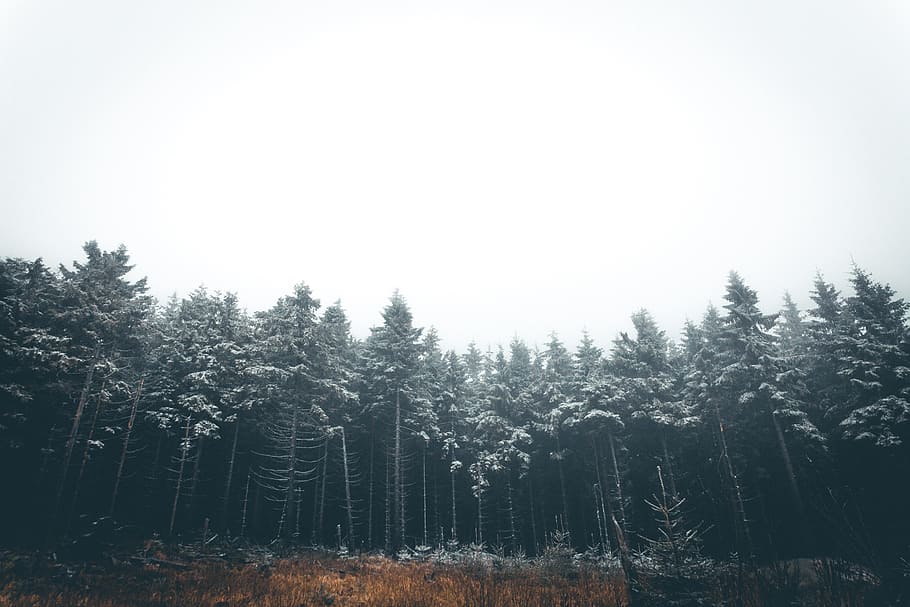 trees, plants, nature, forest, foggy, beauty in nature, tranquility HD wallpaper