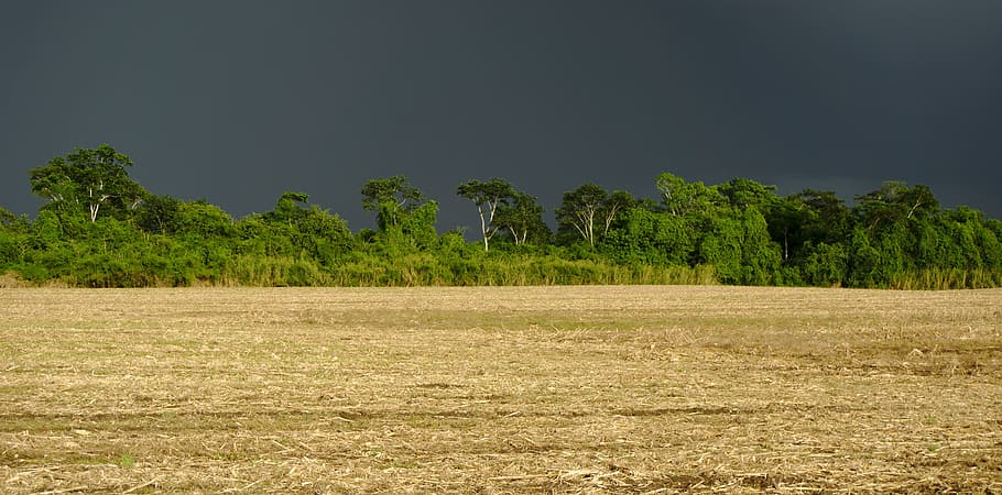 field, crop, rural, rain clouds, tree line, agriculture, summer HD wallpaper
