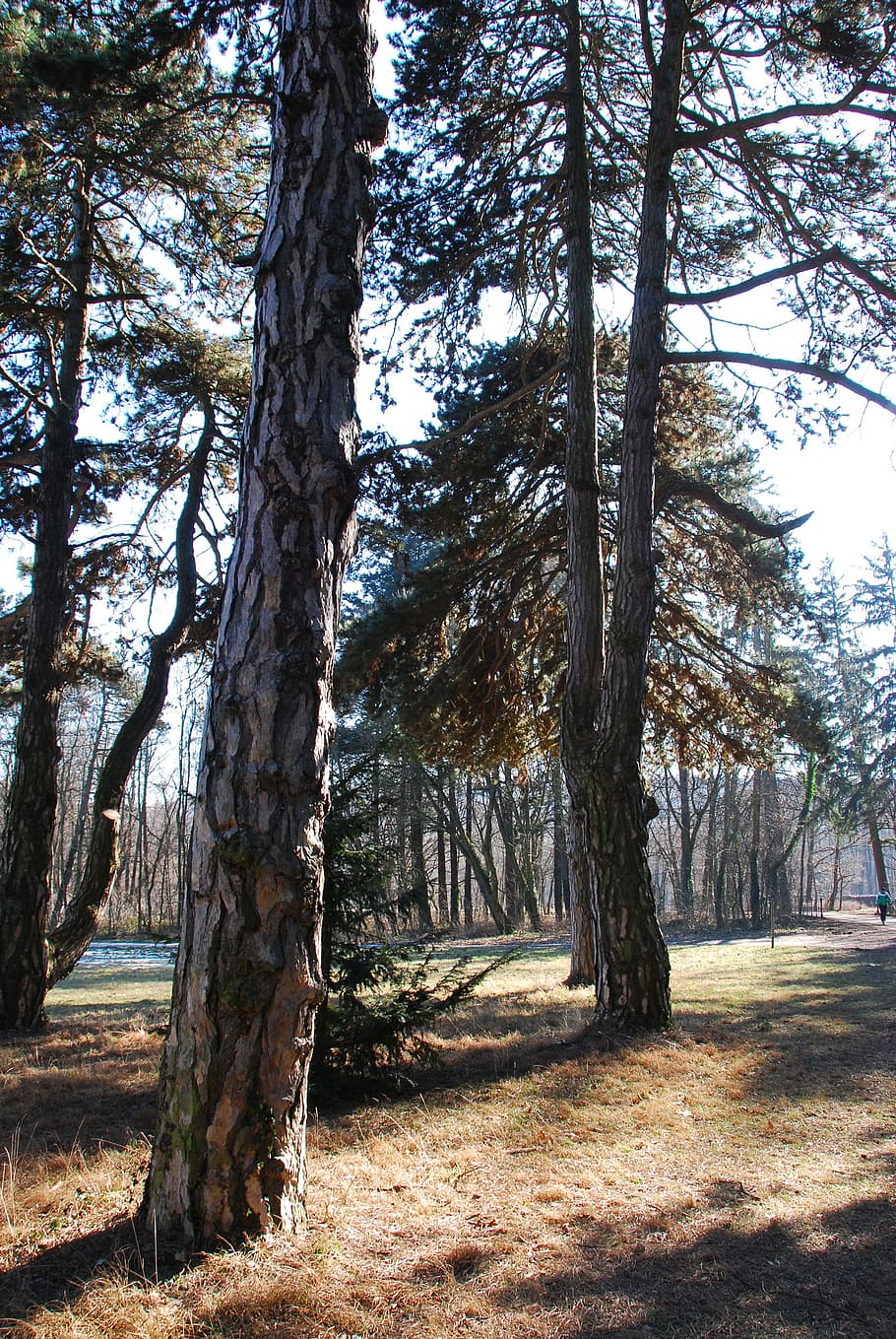 lainzer tiergarten, forest, trees, landscape, sunlight, old tree HD wallpaper