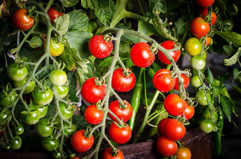 red and green cherry tomatoes in brown pot, vegetable, organic HD wallpaper