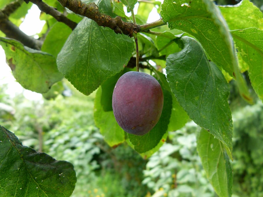 plum, tree, ripening, branch, fruit, plant, agriculture, purple HD wallpaper