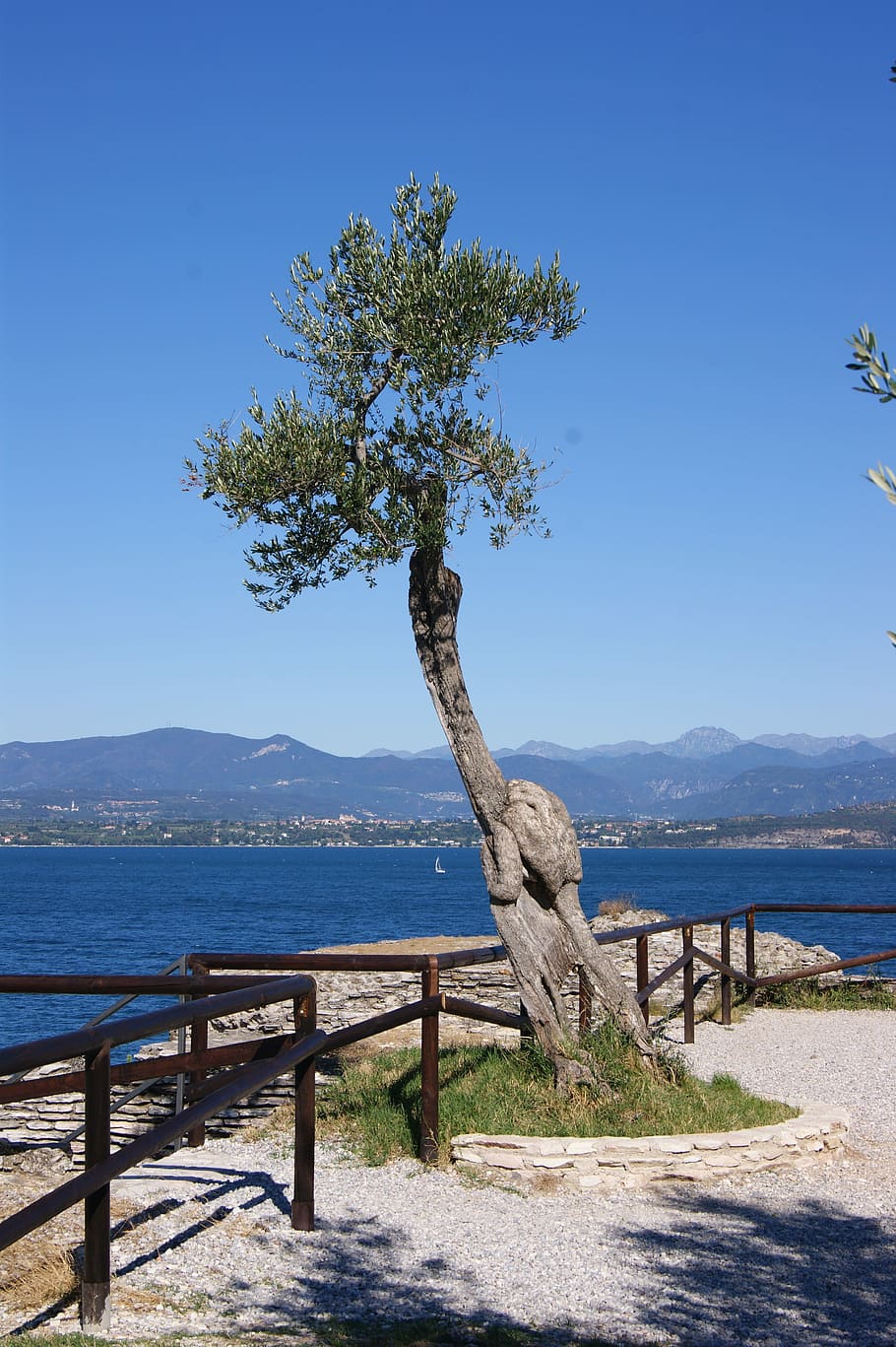 Landscape, Tree, Olive, Lake, Sea, Ocean, summer, sunny, ferie HD wallpaper