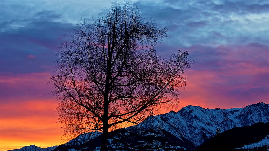 leafless tree with mountain horizon view, sunrise, light, mountains, HD wallpaper