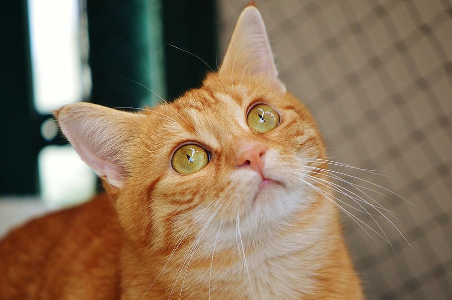 orange tabby cat, red, cute, mackerel, tiger, sweet, cuddly HD wallpaper