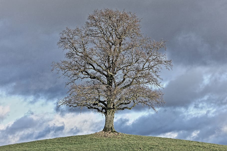 Tree, Nature, Landscape, Seasons, Clouds, cloud cover, autumn HD wallpaper