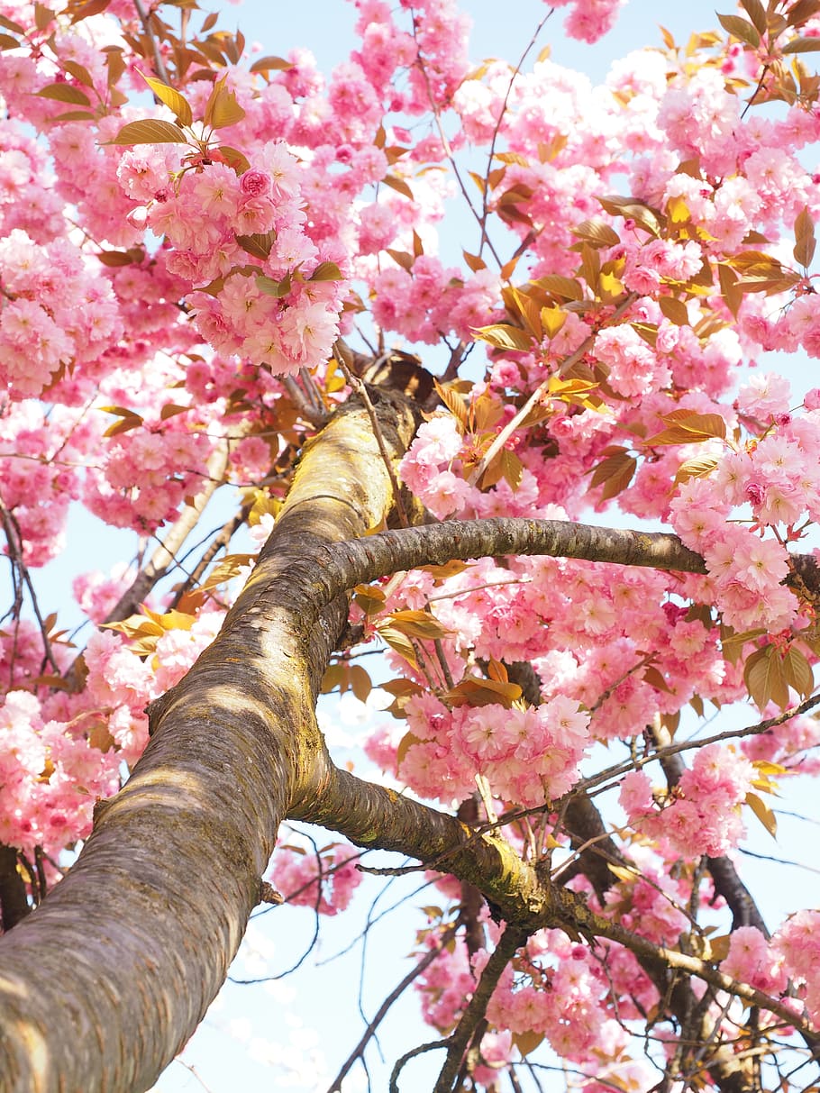 tribe, cherry stem, log, cherry blossom, japanese cherry, smell, HD wallpaper