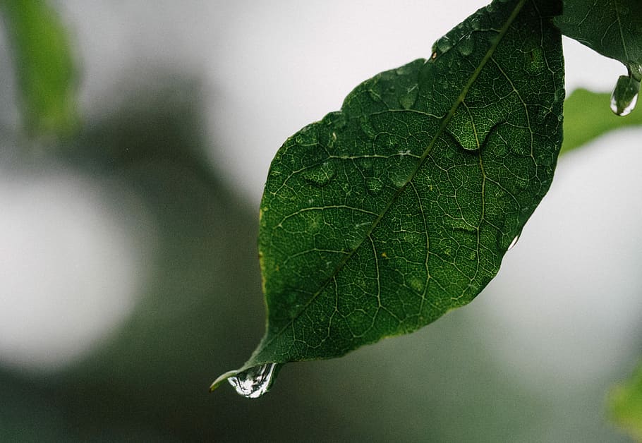 tilt shift lens photo of green leave, shallow focus photography of leaf HD wallpaper