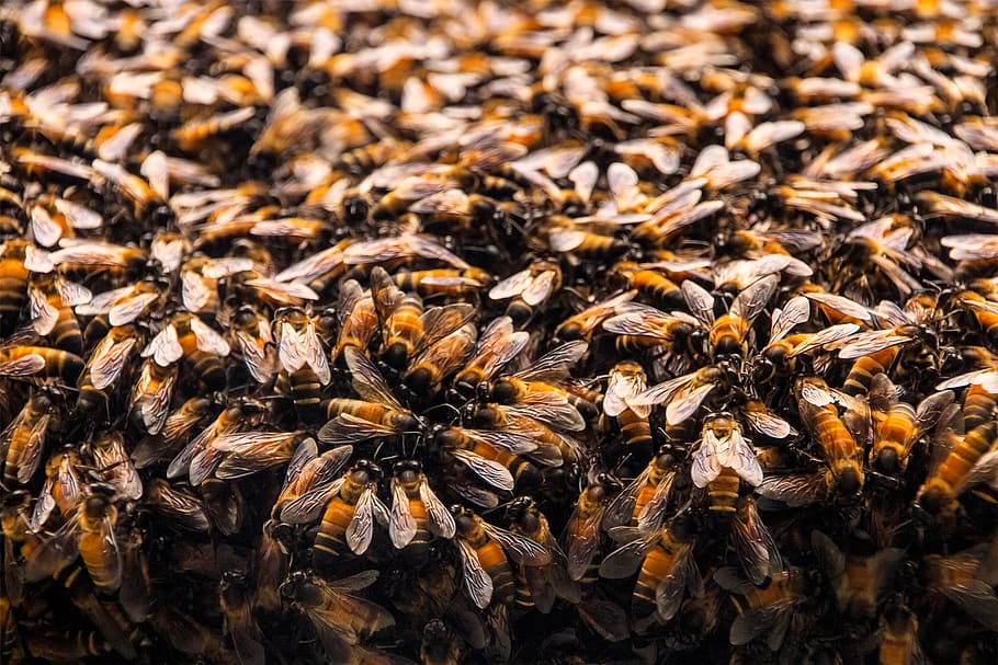 closeup photo of bees, hive, hexagon, beehive, hexagons, honeycomb HD wallpaper