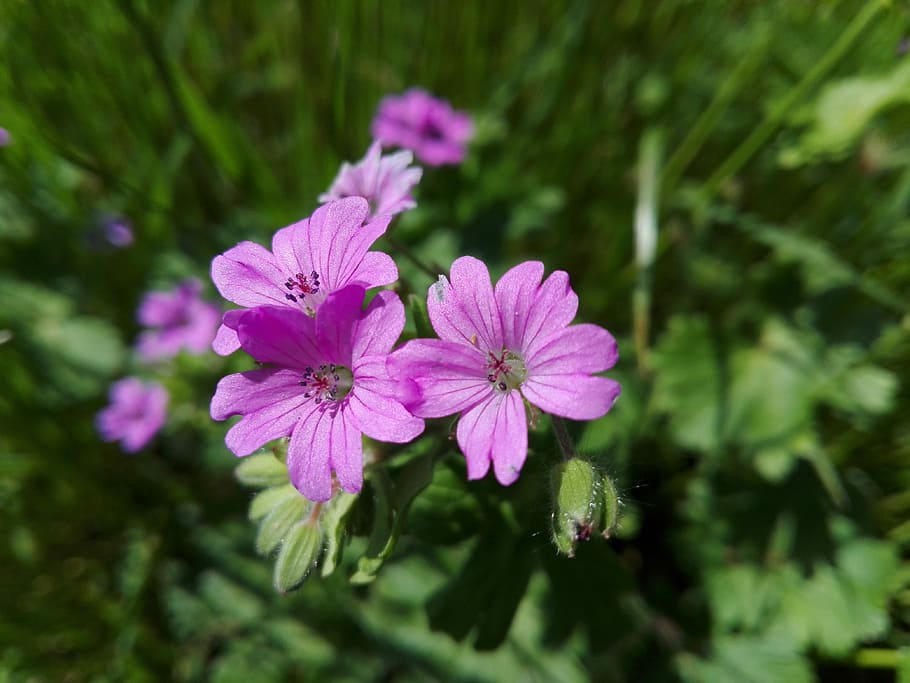 flower, flora, nature, garden, summer, petal, outdoors, blooming HD wallpaper