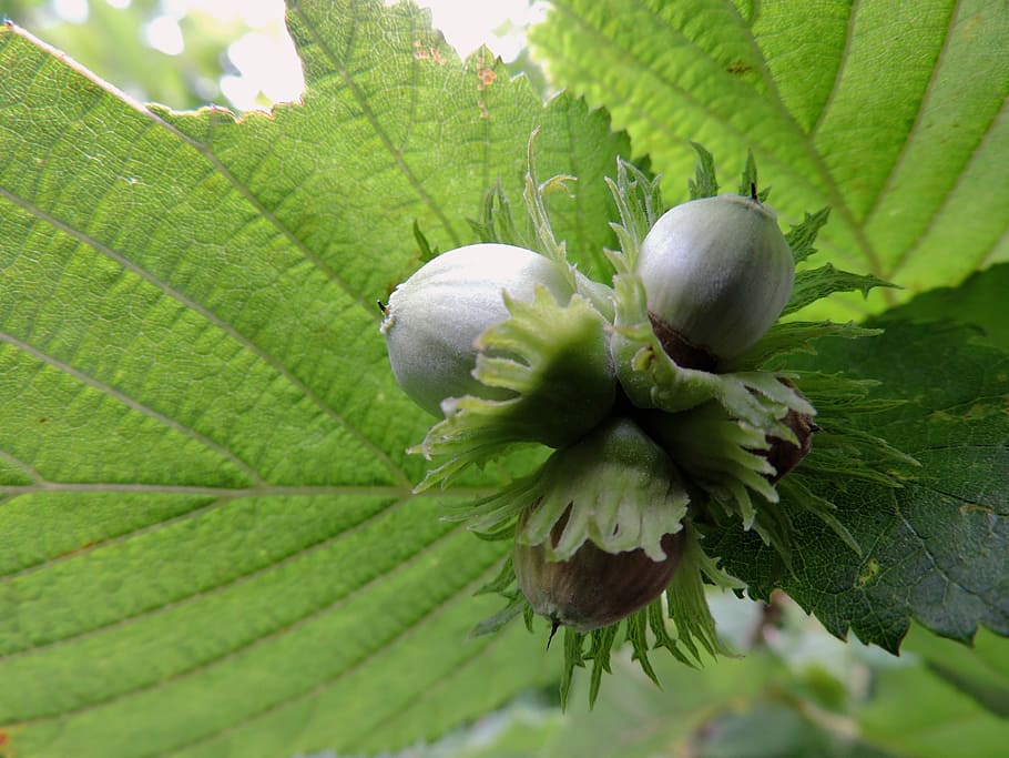 Hazelnut, Green, Leaves, Shell, bush, tasty, healthy, nature HD wallpaper