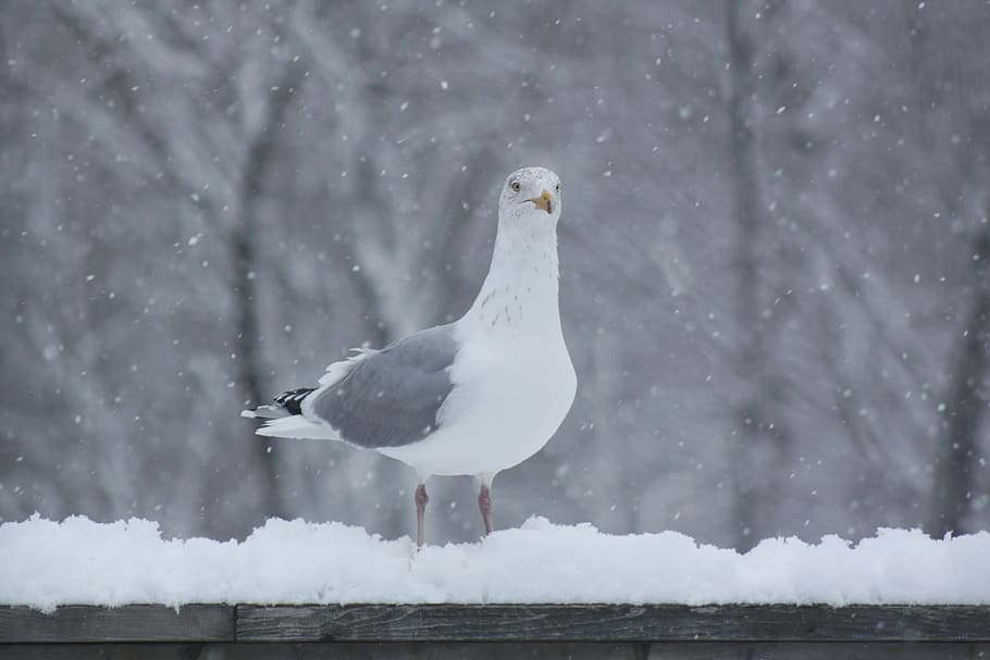seagull, snowing, railing, cold, animals in the wild, bird HD wallpaper