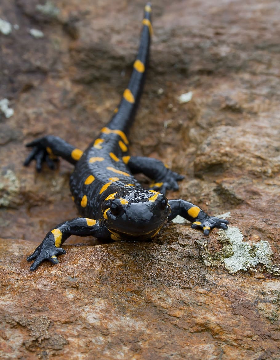 HD wallpaper: fire salamander, animal, amphibian, nature, gift, spotted,  yellow | Wallpaper Flare
