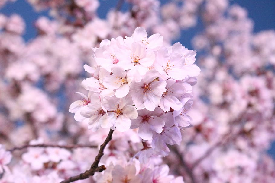 cherry blossom, cherry tree, spring, spring flowers, april HD wallpaper