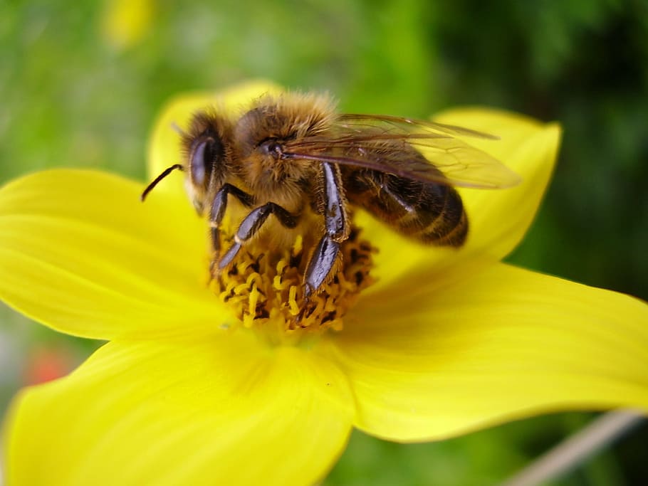 blossom, bloom, flower, bee, yellow, flowering plant, fragility HD wallpaper