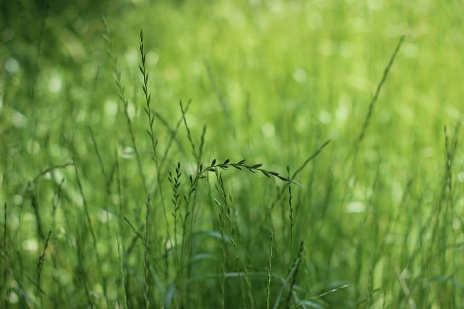 grass, green, wheat, plant, green color, nature, field, growth HD wallpaper