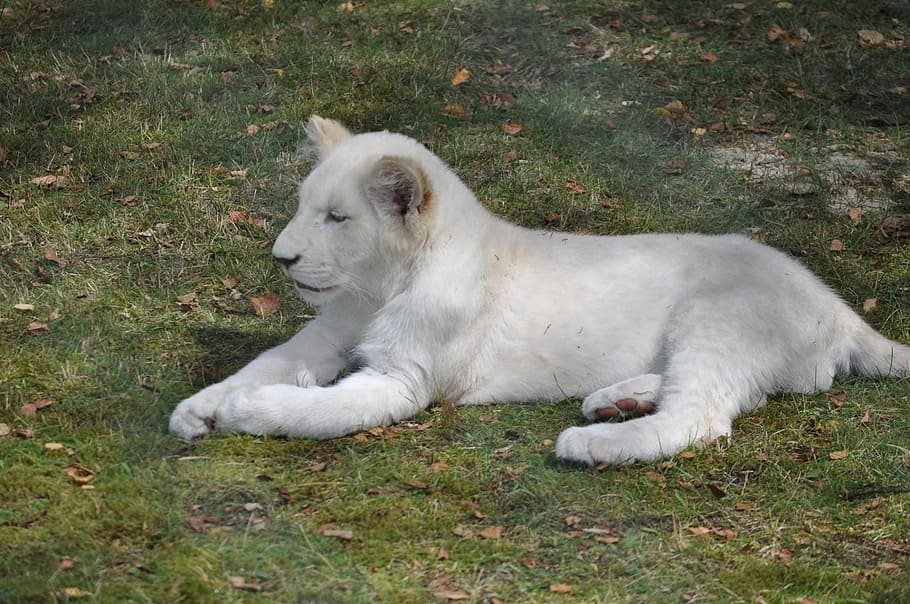 albino tiger on green grass field, Lion, Lion, Lion Cub, White