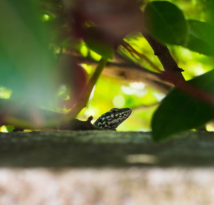 lizard, nature, animal, selective focus, animal themes, animals in the wild HD wallpaper
