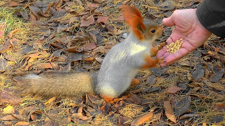Squirrel, Animals, Nature, Rodent, Fur, in the park, fun, curious HD wallpaper