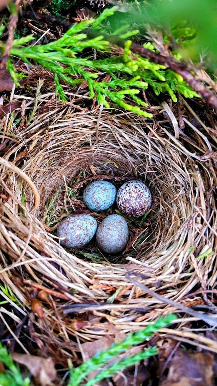 eggs, birds, nest, spring, nature, wildlife, animal nest, high angle view HD wallpaper