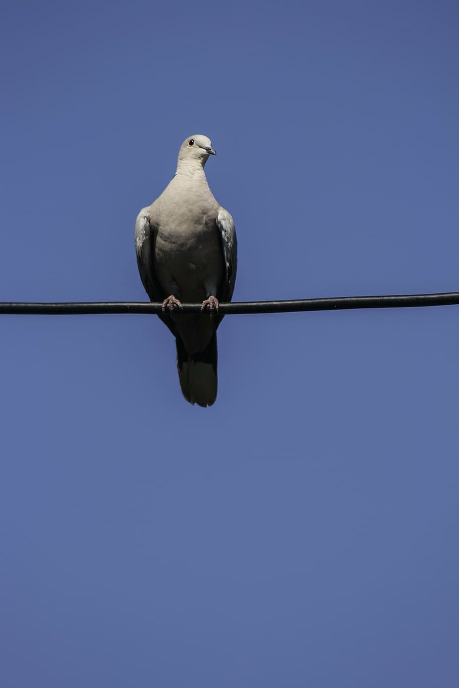 pigeon, birds, sky, animal, animal themes, perching, animal wildlife HD wallpaper