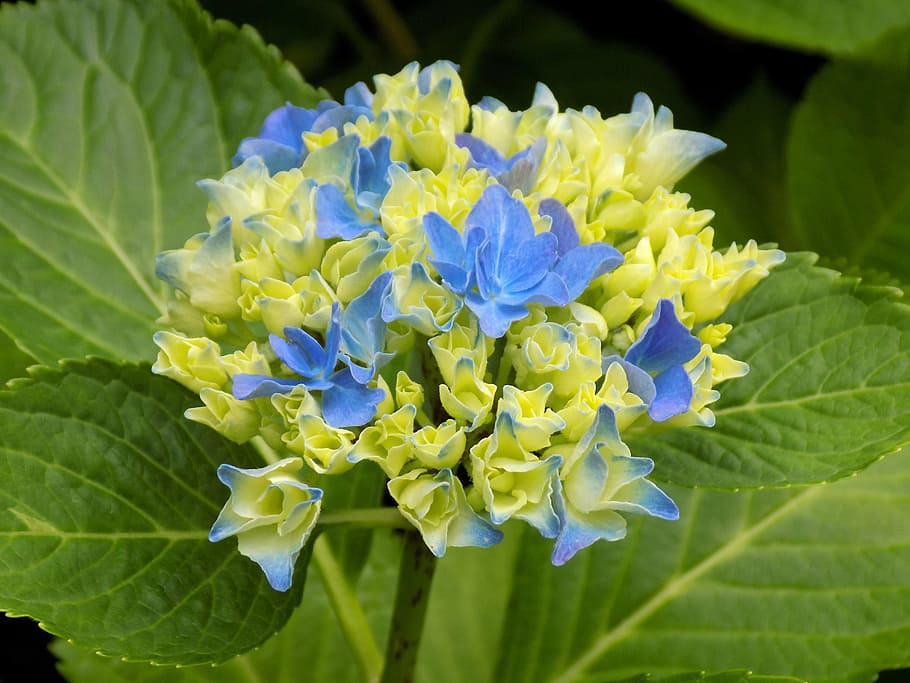 flower, hydrangea, blue, plant, flowering plant, freshness HD wallpaper