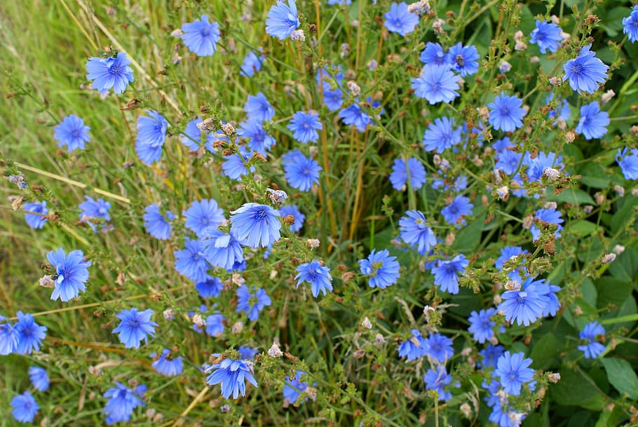 Flower, Nature, green, fragility, plant, growth, beauty in nature HD wallpaper